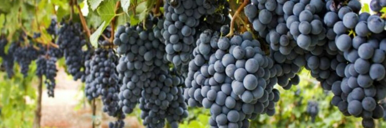 tannat site
