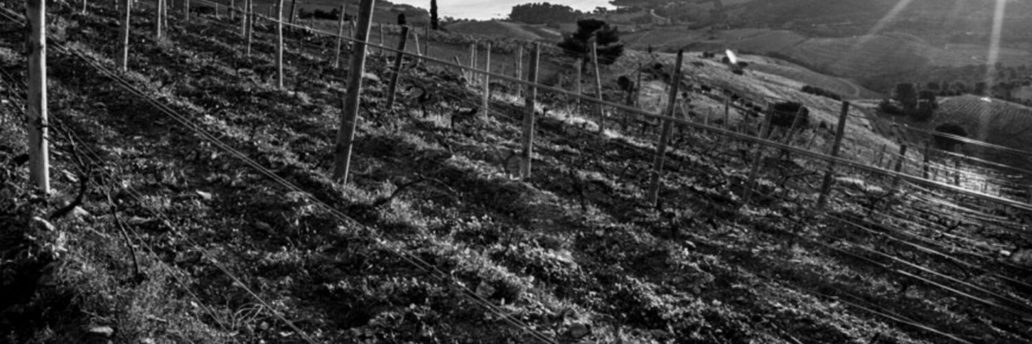vignes