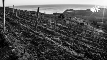 vignes