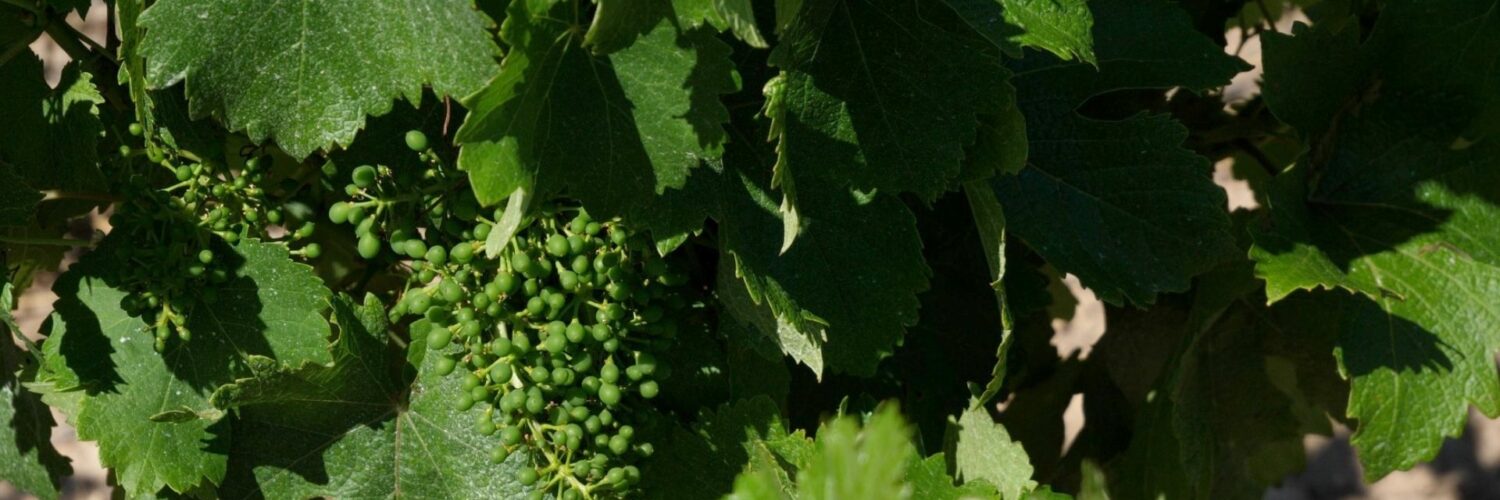 piquepoul