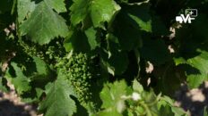 piquepoul