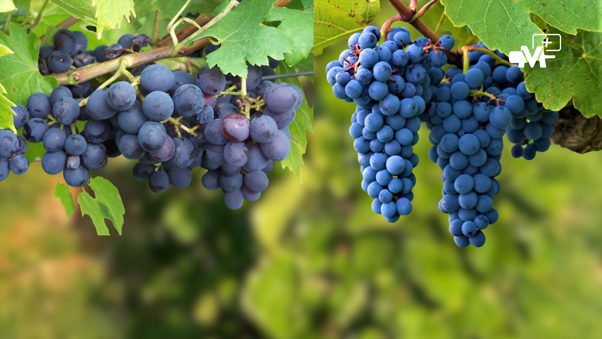 Miniature NL 0226 13