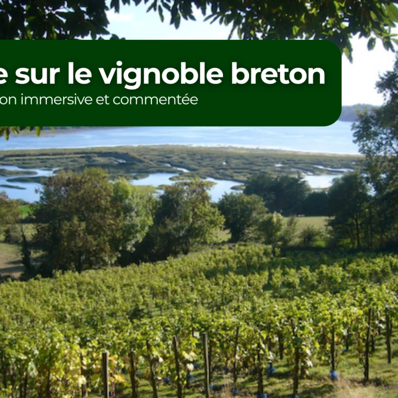 Atelier Médiavino Voyage sur le vignoble breton